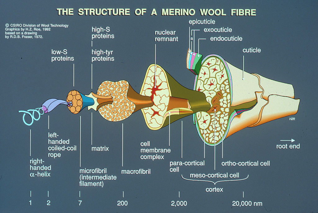 Merino wool fibre structure. This  schematic diagram of wool fibre structure shows the outside scales (cuticle) as well as the cortex of the wool fibre. The author of this image is The Commonwealth Scientific and Industrial Research Organisation (CSIRO).